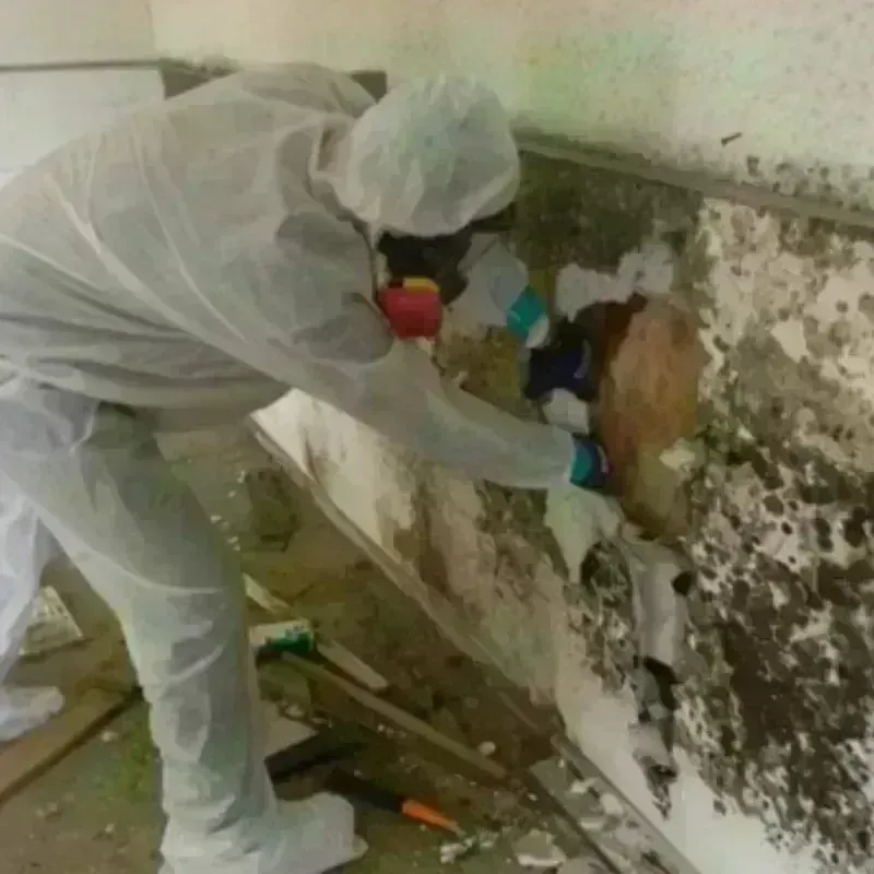 Mold Remediation and Removal in Prospect, CT